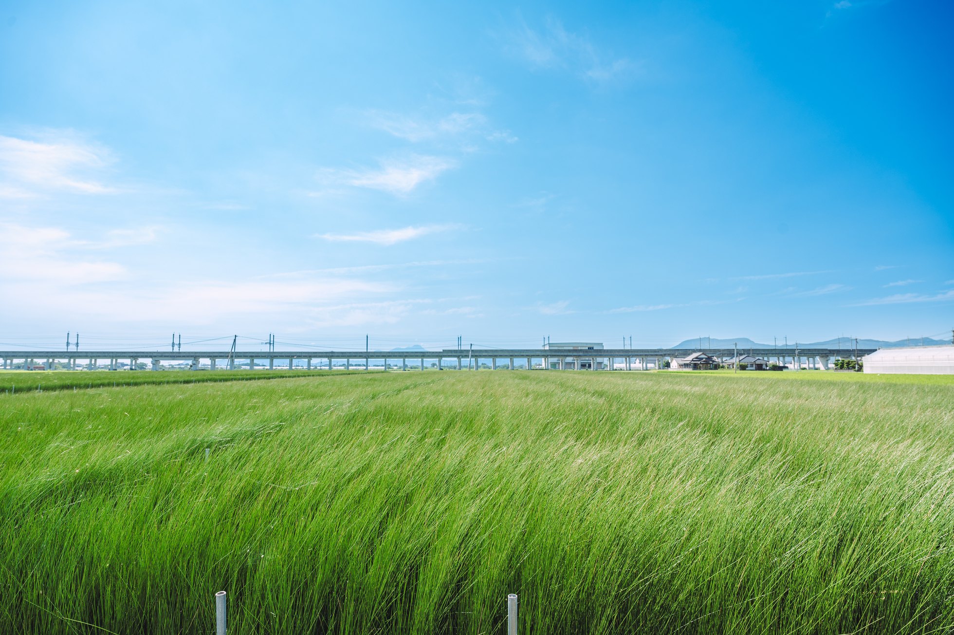 八代のい草畑
